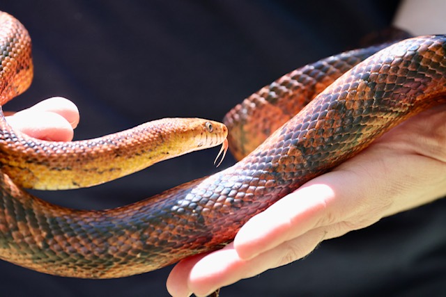 Cornsnake
