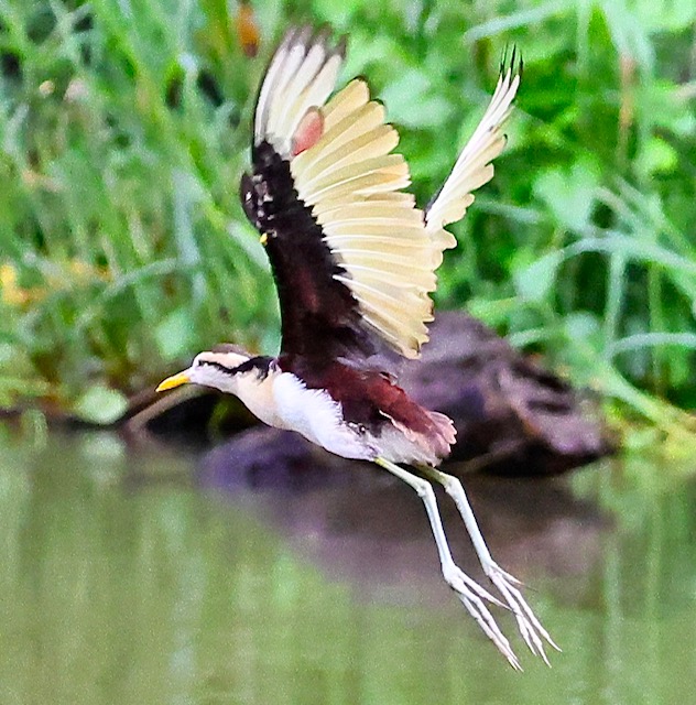 Northern Jacana
