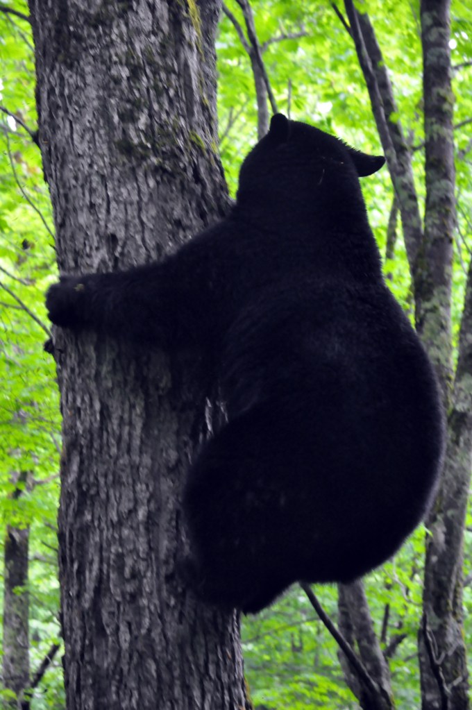 Black bear descending maple tree