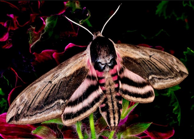 Privet Hawk Moth