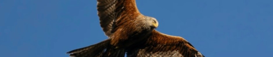 Red Kite