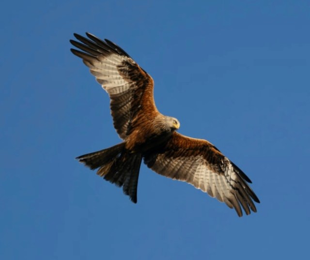 Red Kite