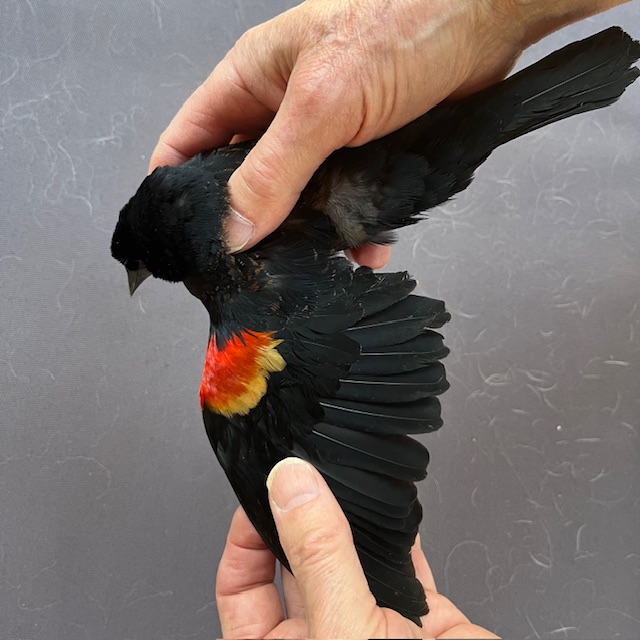 Red-winged Blackbird