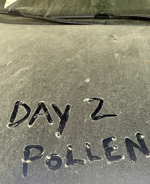 Pine tree pollen