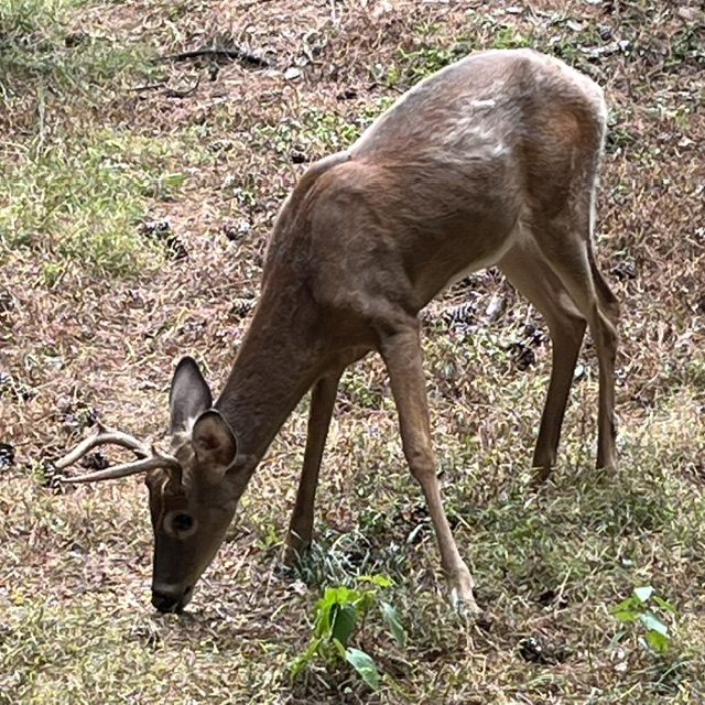 Whitetailed deer