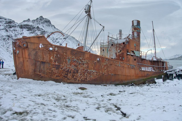 Rewilding South Georgia