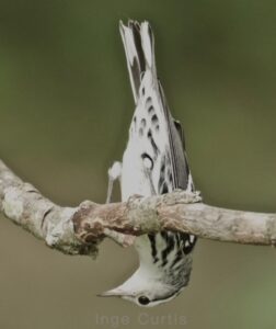 Black-and-White Warbler