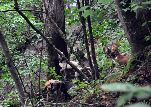 Bear hunting hounds