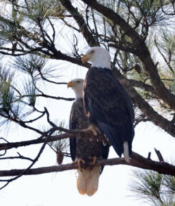 Bald eagle