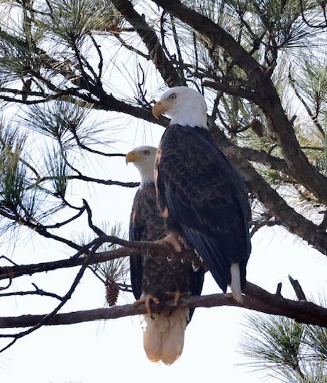 Bald eagle