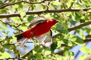 Scarlet Tanager
