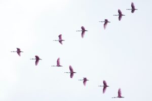 Flight of Spoonbills