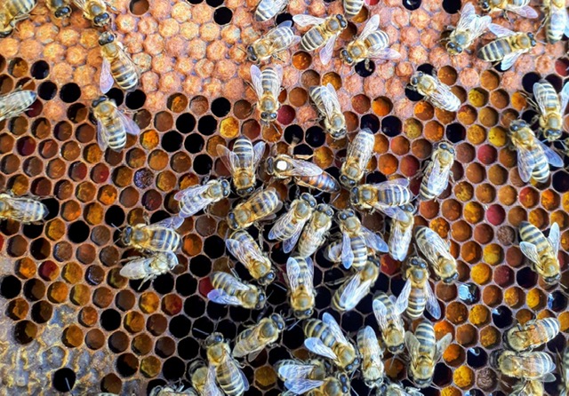 Queen bee on honeycomb