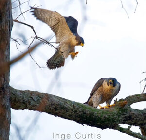 Peregrine Falcon