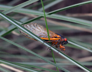 Cicada with a 17-year Itch