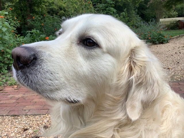Epitaph to a Dog