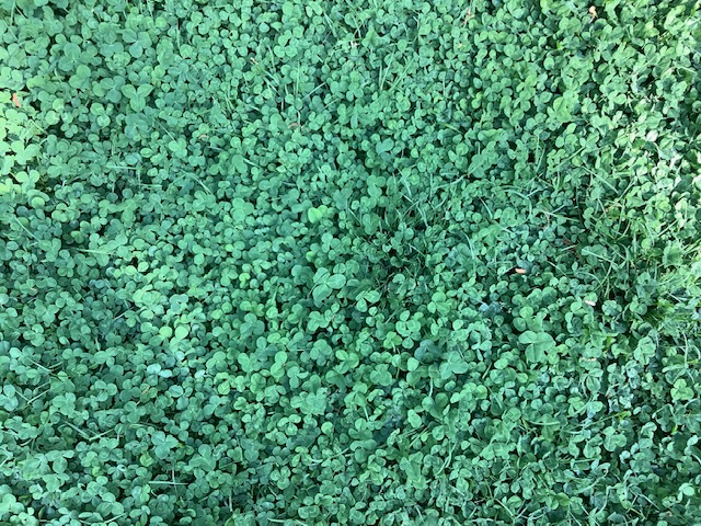 White Dutch clover