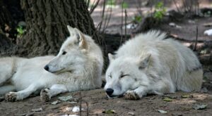Alpha in a Wolf Pack is a Fallacy