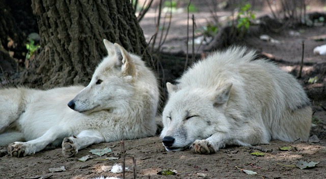 Grey Wolves