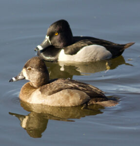 Ring-necked Duck