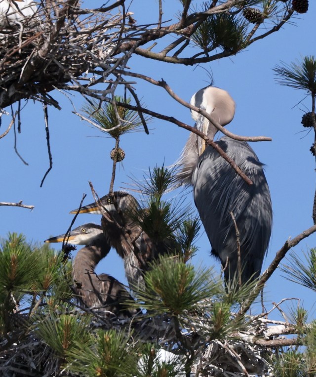 Great Blue Heron