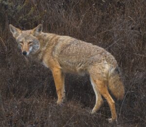 Cocky Coyotes
