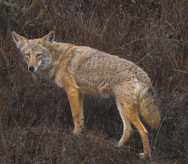 Cocky Coyotes
