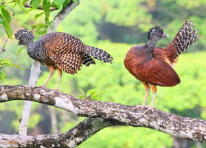 Great Curassow