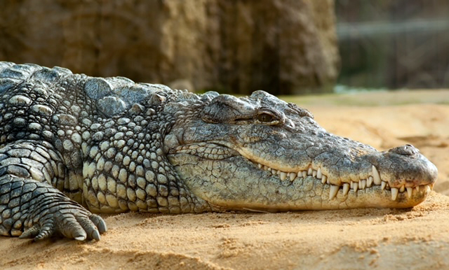 Nile crocodile
