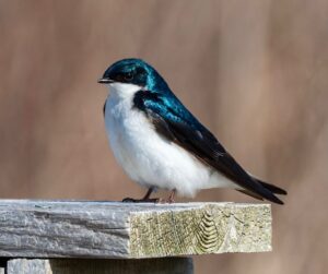 First swallow of spring