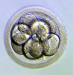 Human 8-cell embryo