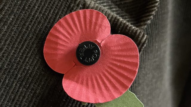 Poppy for Remembrance Day