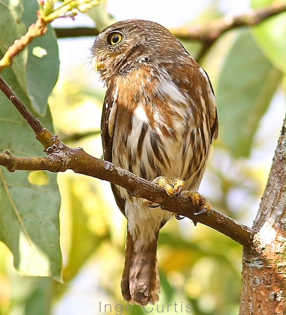Ferruginous Pygmy Owl