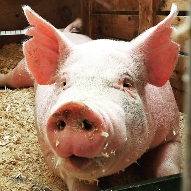 Large White Pig (Yorkshire)