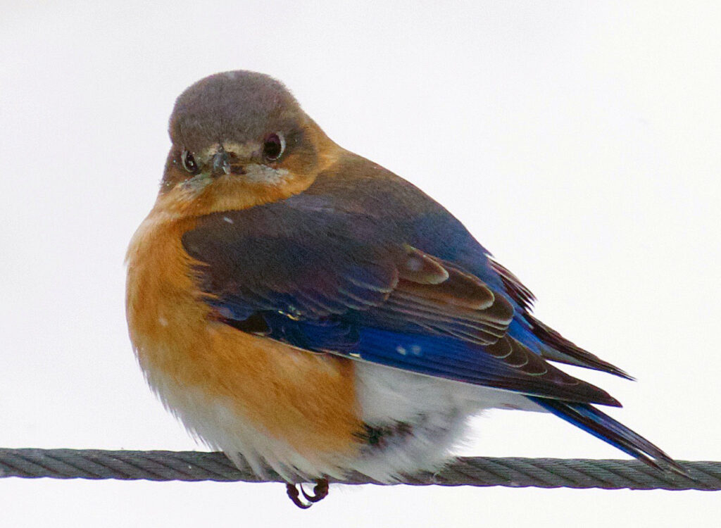 Eastern Bluebird