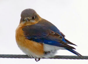 Eastern Bluebird