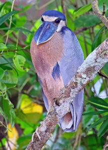 Boat-billed Heron
