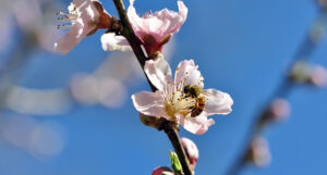 Confessions of a beekeeper
