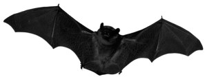 Are Bats So Scary?