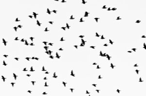Blackbird Migration