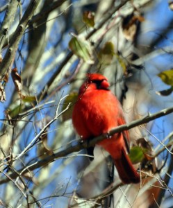 Cardinal robes