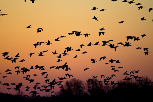 Night Flight