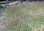 crimson clover is taller for a wilder-look