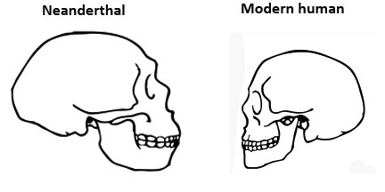 Neanderthal skull versus modern human skull