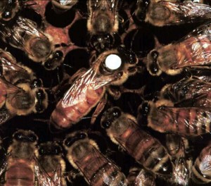 Where the Bee Sucks