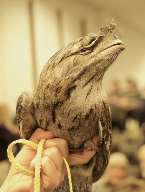 Tawny Frogmouth