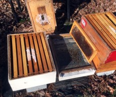Vanishing honeybee colony