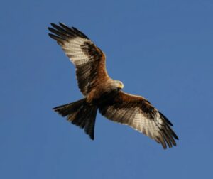 Paying back Spain in kind with Red Kites
