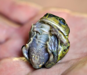 spadefoot toad plays possum