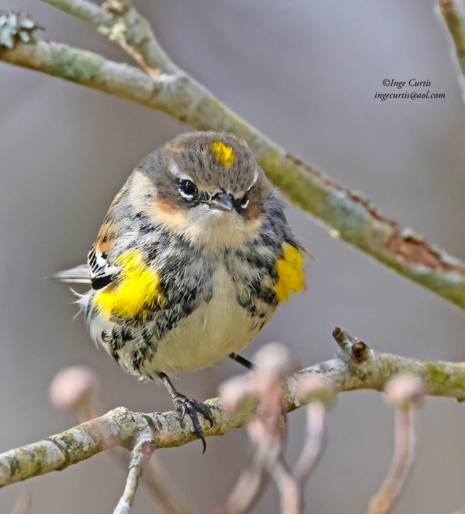 Yellow-rumped Warbler
